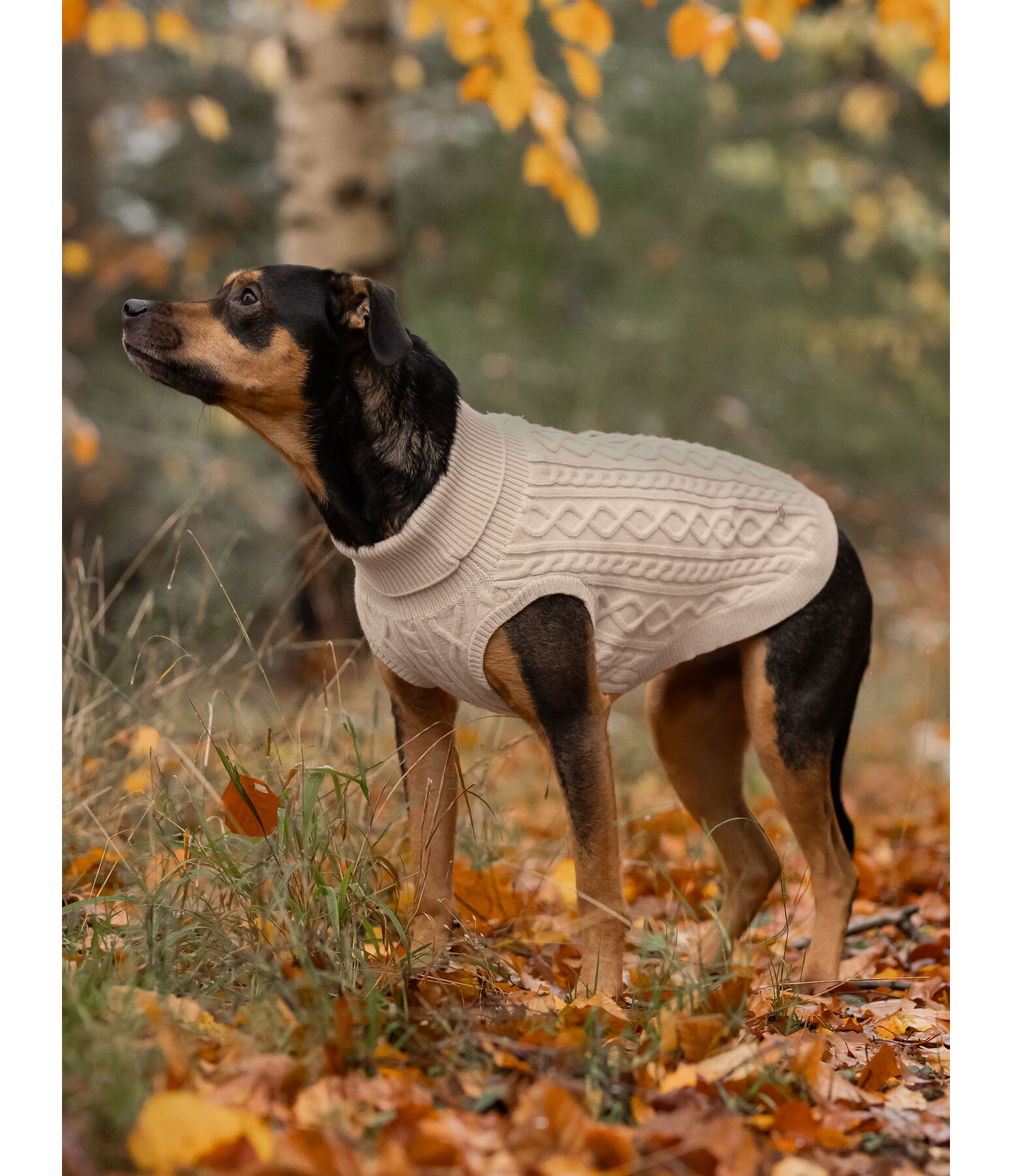 Hunde-Rollkragenpullover Maisie