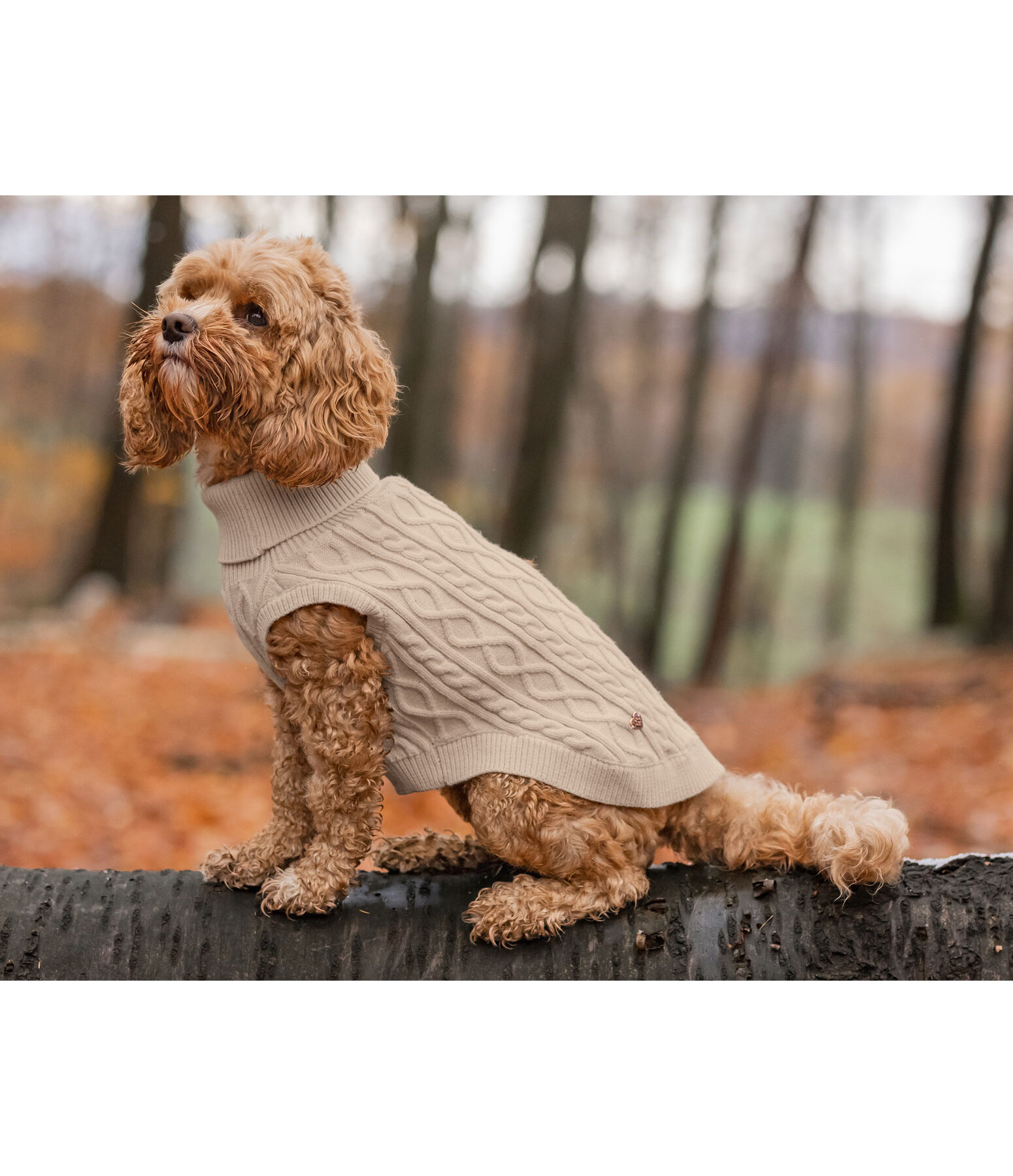 Hunde-Rollkragenpullover Maisie