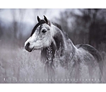 Horses Kalender 2025