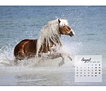 Haflinger Kalender 2025