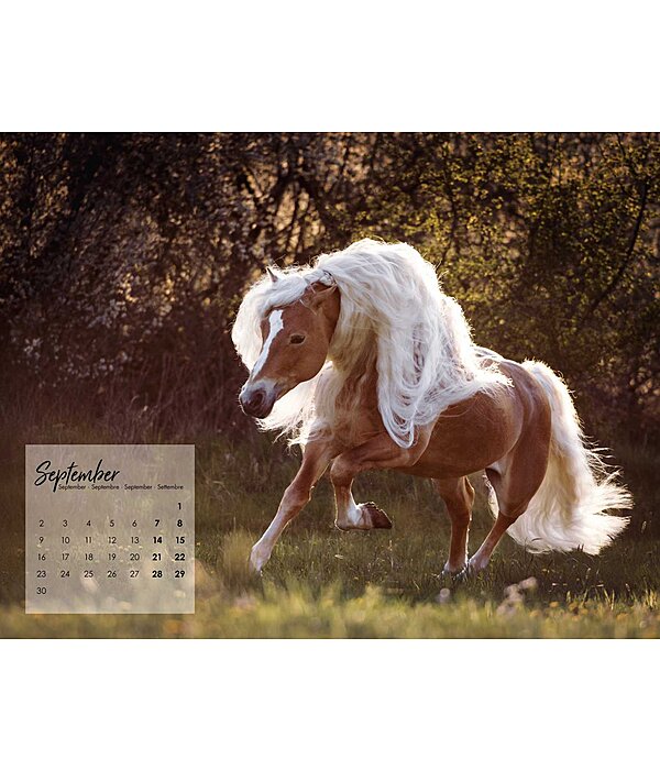 Haflinger Kalender 2025